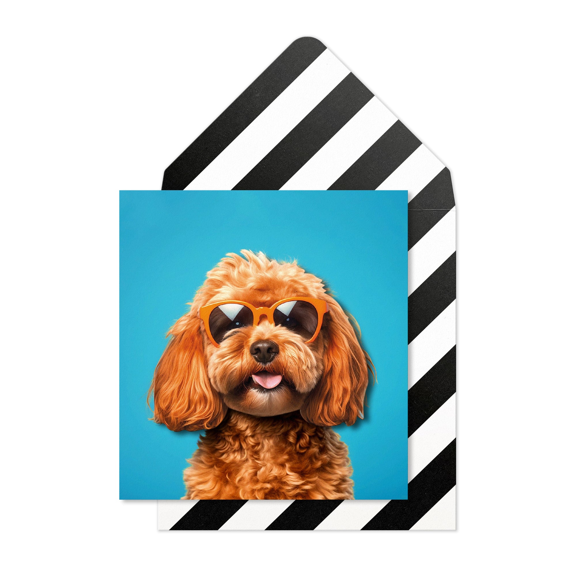 Cool Cavapoo
