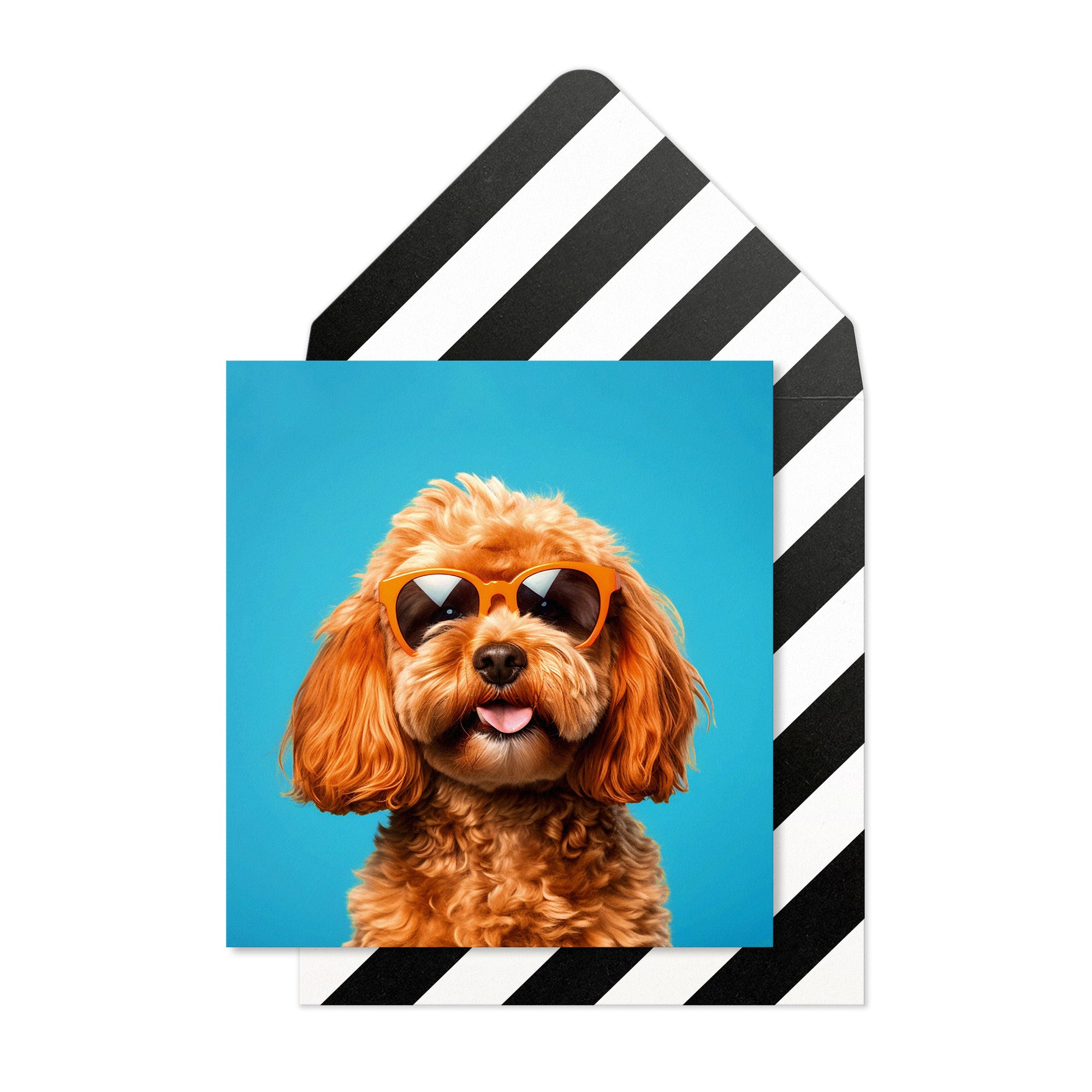 Cool Cavapoo