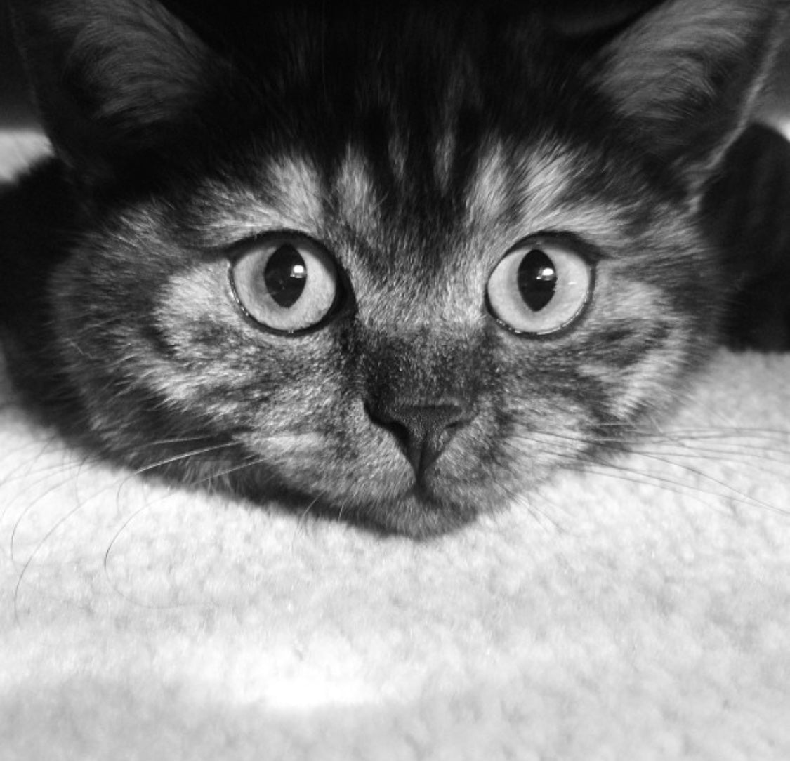 International Cat Day - The Story of Tache The Cat