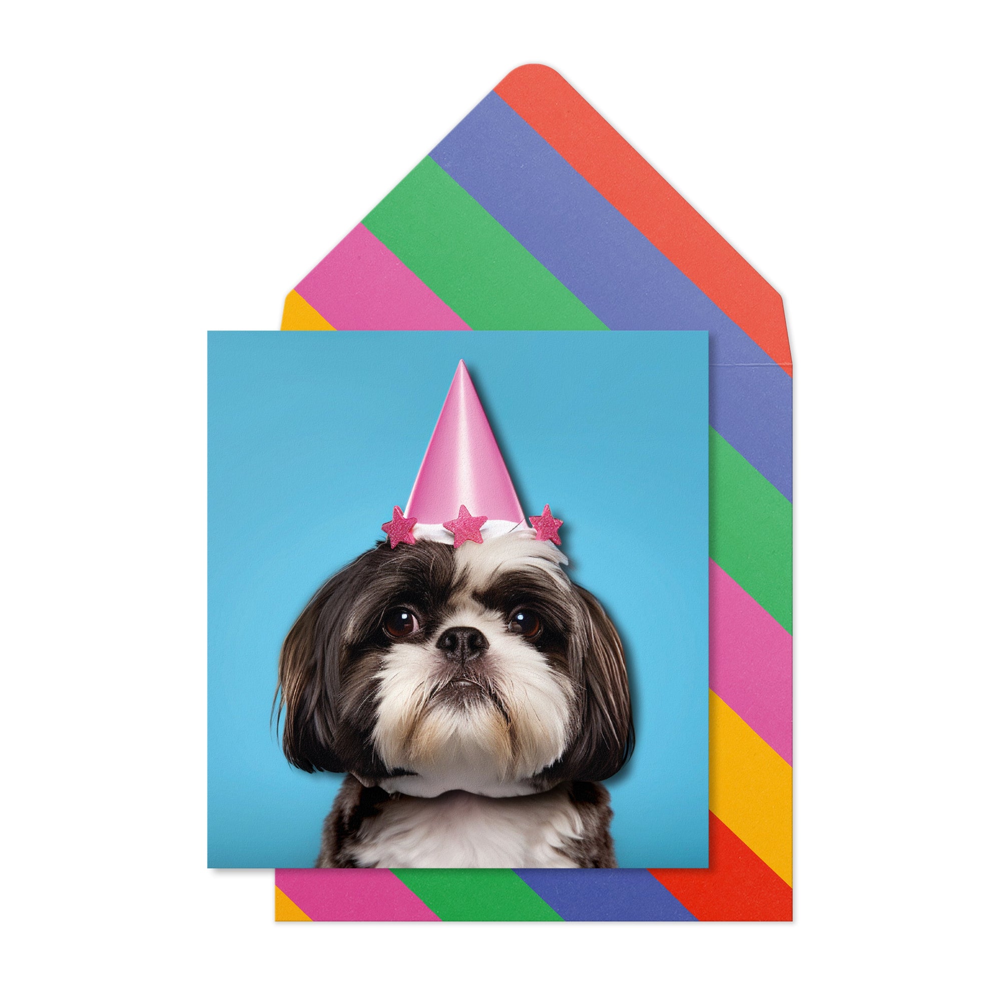 Birthday Shih Tzu