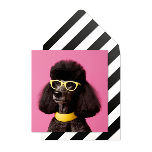 Sassy Black Poodle