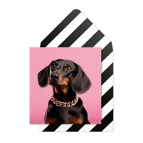Dapper Dachshund