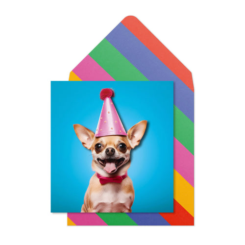 Smiling Chihuahua