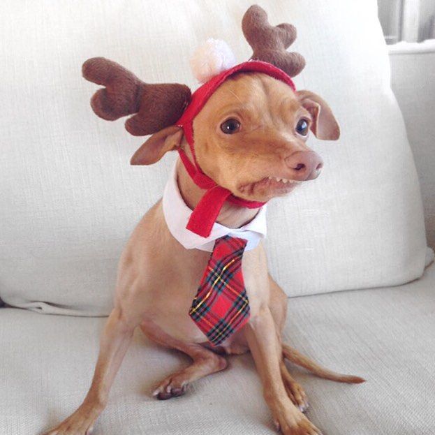 Tuna Melts My Heart Christmas